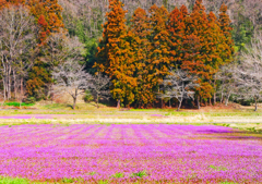 山里の春