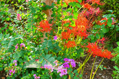 百日紅と彼岸花