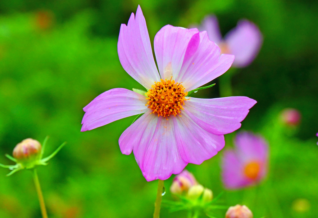 秋桜