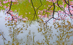 桜雨 桜雨