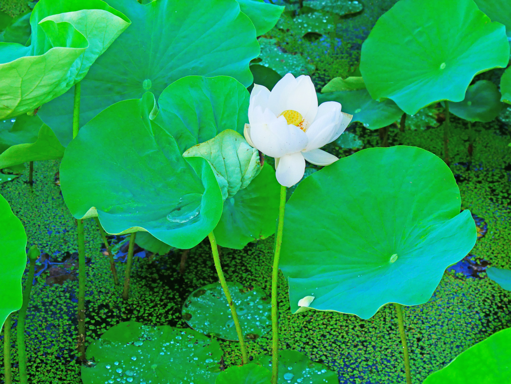 白蓮