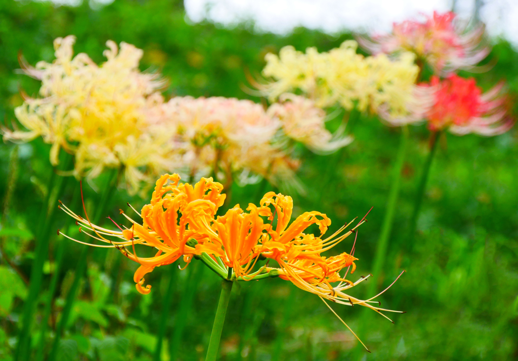 お彼岸の花