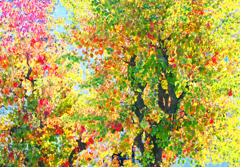 街路樹の紅葉