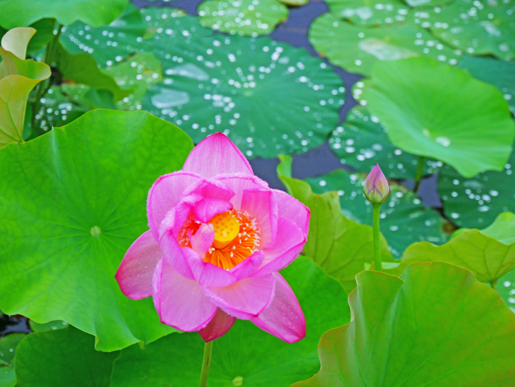 雨の花蓮