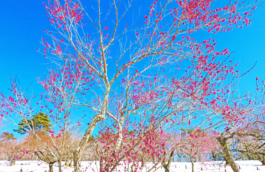 梅便り・紅梅の空