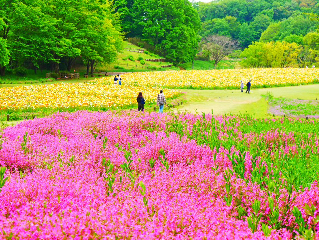 花散歩