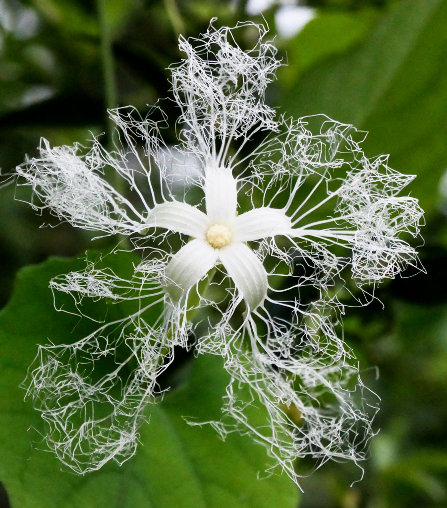 烏瓜の花