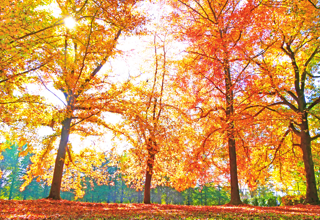 裏紅葉