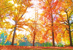 裏紅葉