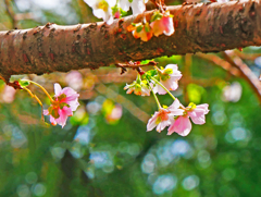 十月桜
