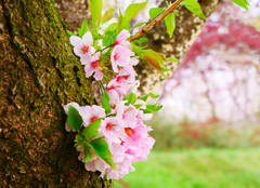 胴吹き桜