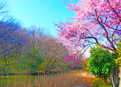 桜咲く