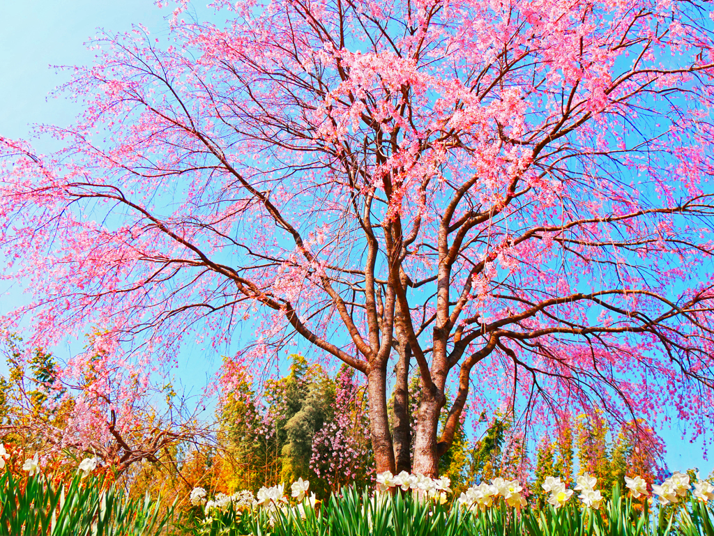 垂れ桜
