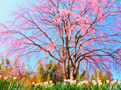 垂れ桜