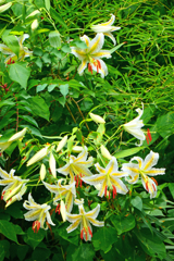 山百合が咲いた