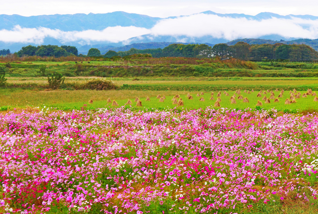 秋桜