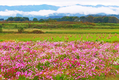 秋桜