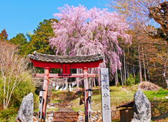 ときがわ町日枝神社のしだれ桜