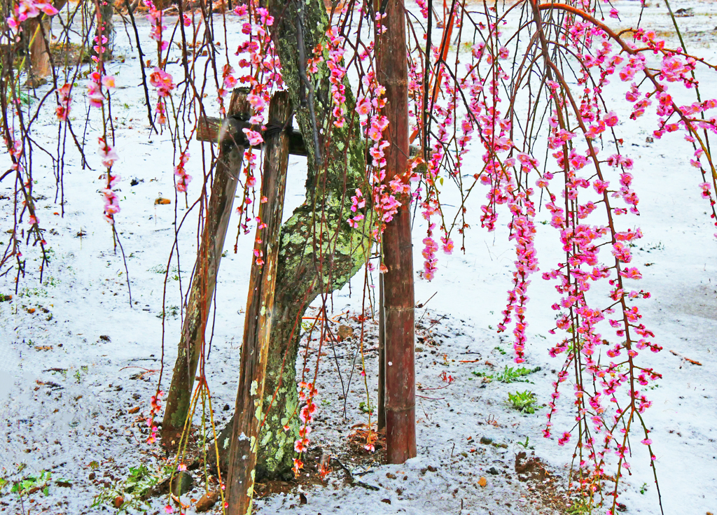 春の雪