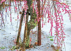 春の雪