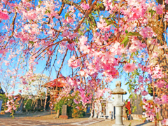 牡丹桜