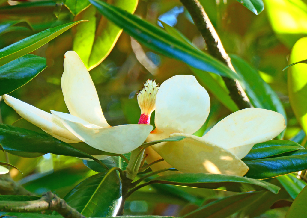 泰山木の花