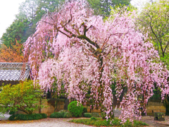 雨の枝垂れ桜