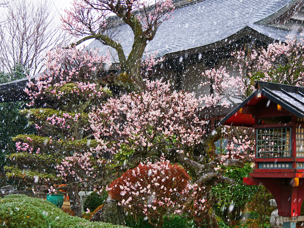 春の雪