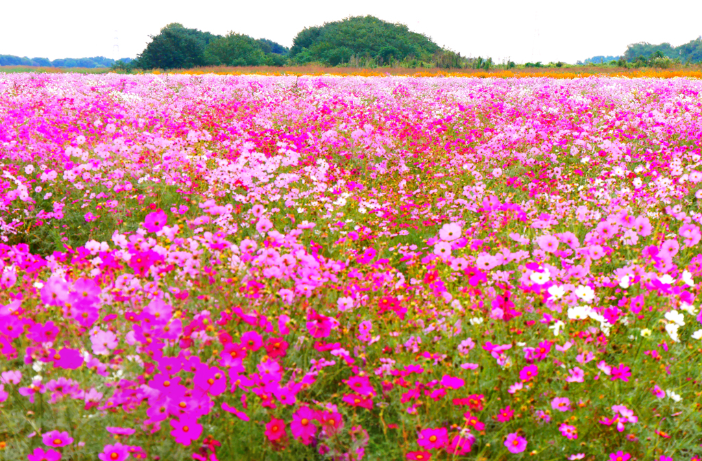 花の海