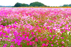 花の海 花の海