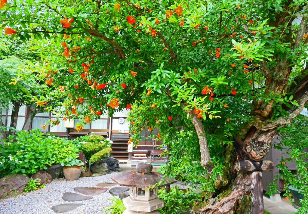 花石榴