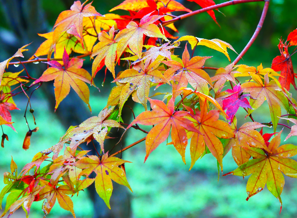 早紅葉