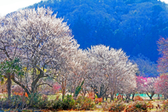 早春の山里