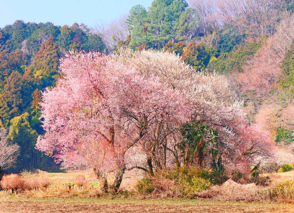 山里の春