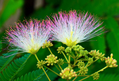 合歓の花
