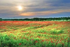 ポピー畑の朝