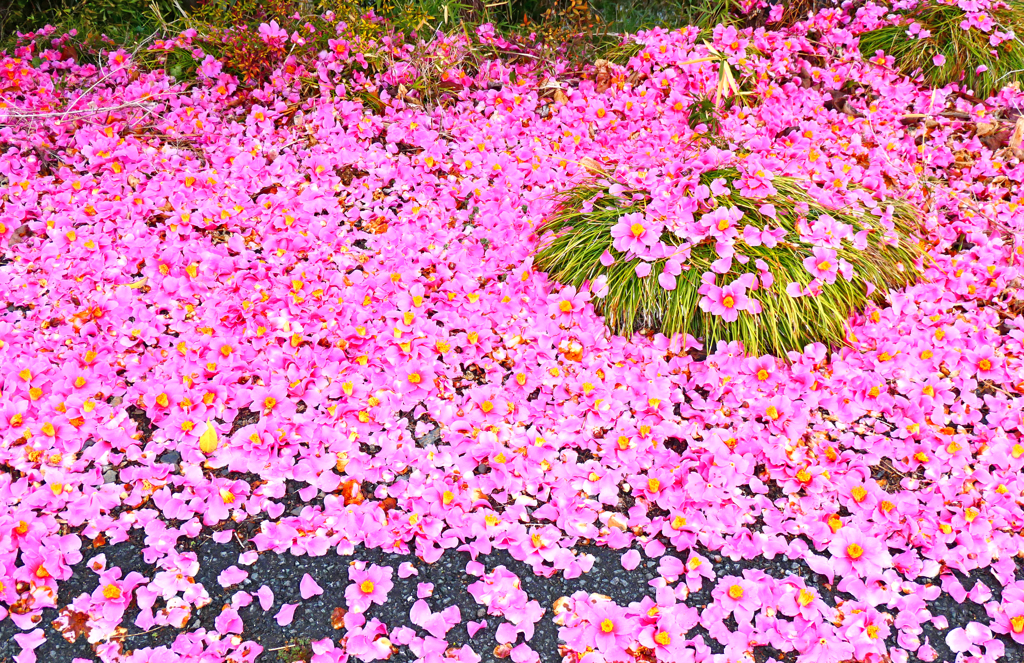 落ち椿