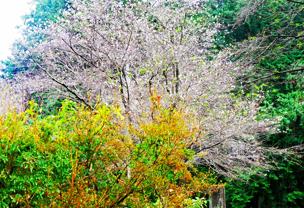 10月桜