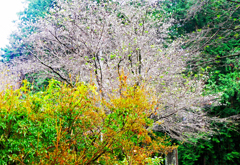 10月桜