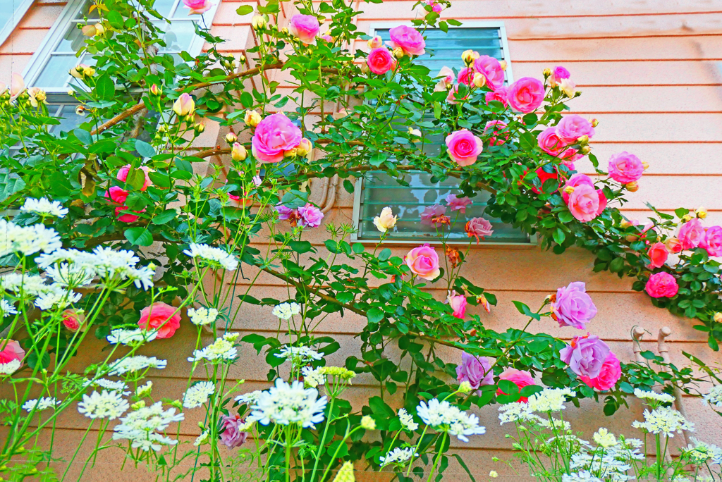 薔薇の季節に