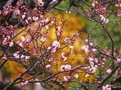 雨の薄紅梅