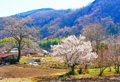 山里の春