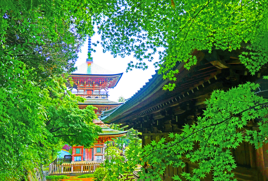 新緑の頃