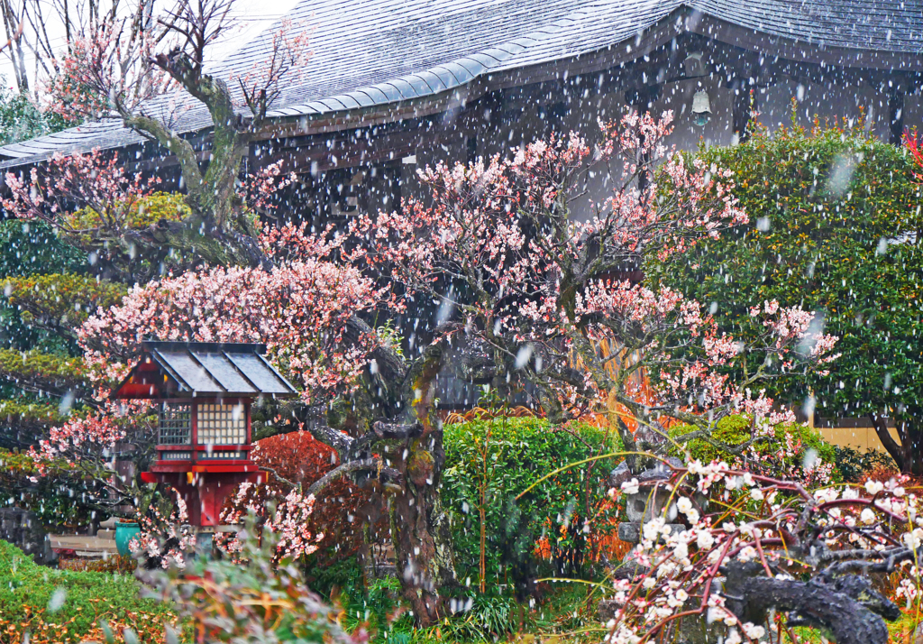 春の雪
