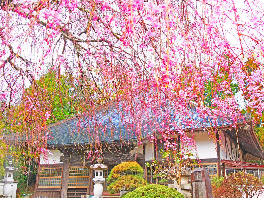 しだれ桜
