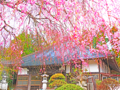 しだれ桜
