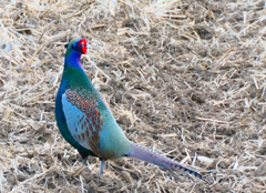 雉さんに遭遇！