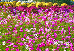 コスモスとざる菊