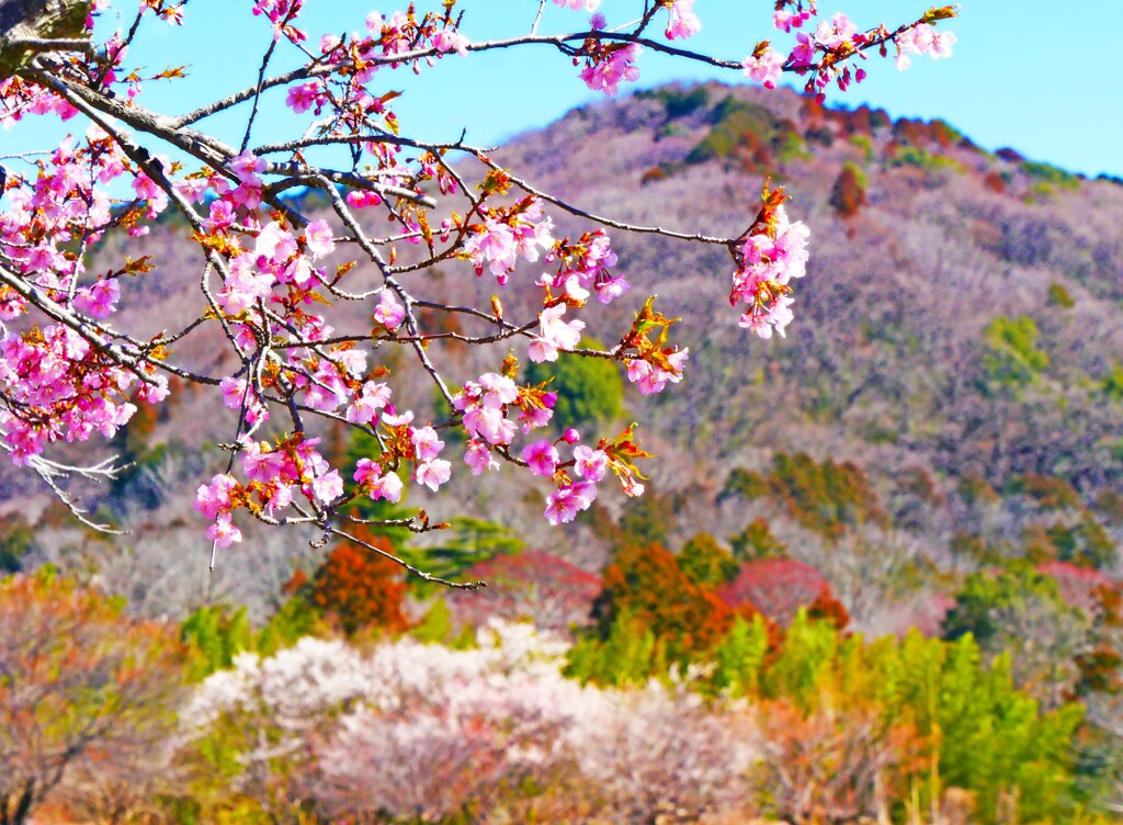 山里の春