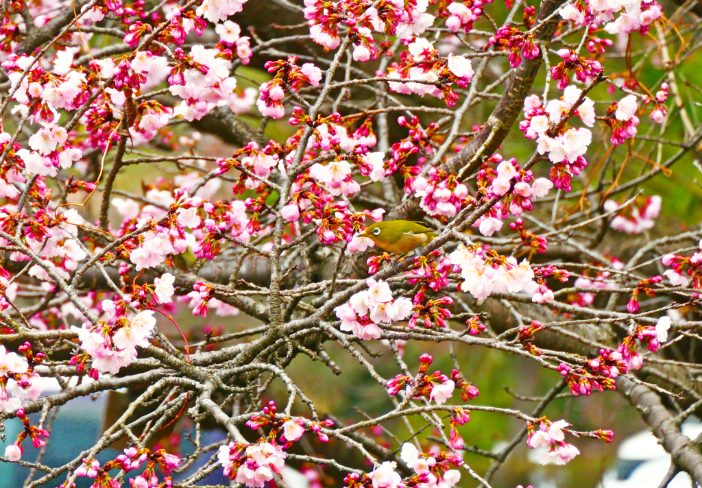 桜の中に！